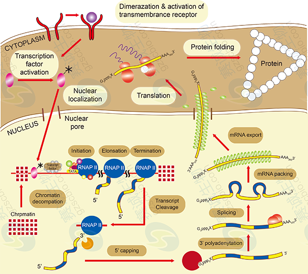 真核生物基因表達調控過(guò)程 真核生物基因表達調控過(guò)程