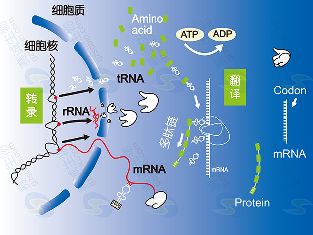 真核生物基因表達調控過(guò)程