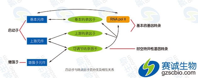 啟動(dòng)子與轉錄因子的分類(lèi)及相互關(guān)系 啟動(dòng)子與轉錄因子的分類(lèi)及相互關(guān)系