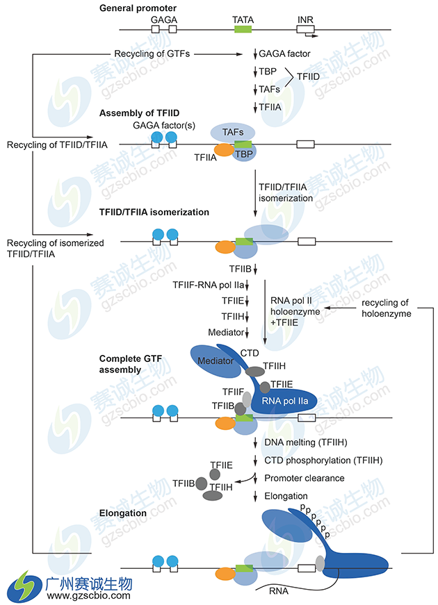 哺乳動(dòng)物轉錄起始GTFs的裝配 哺乳動(dòng)物轉錄起始GTFs的裝配