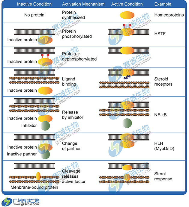 哺乳動(dòng)物轉錄調控激活方式 哺乳動(dòng)物轉錄調控激活方式