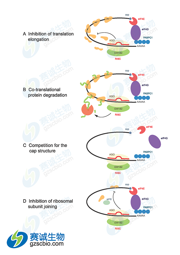 miRNA介導基因沉默機制 miRNA介導基因沉默機制