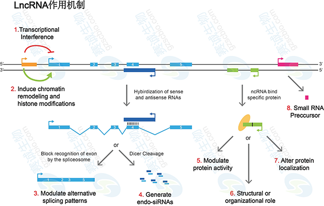 LncRNA作用機制 LncRNA作用機制