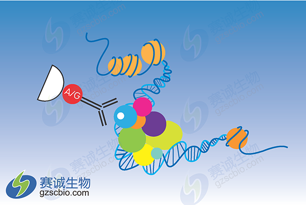 ChIP原理示意 ChIP原理示意