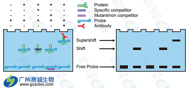 EMSA原理示意 EMSA原理示意