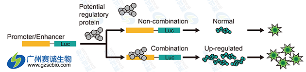 Luciferase研究增強子原理示意 Luciferase研究增強子原理示意