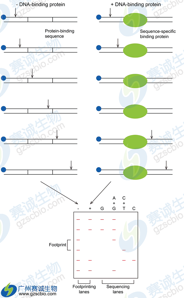 DNase I 足跡分析 DNase I 足跡分析