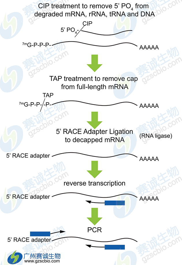 5’RLM-RACE技術(shù) 5’RLM-RACE技術(shù)