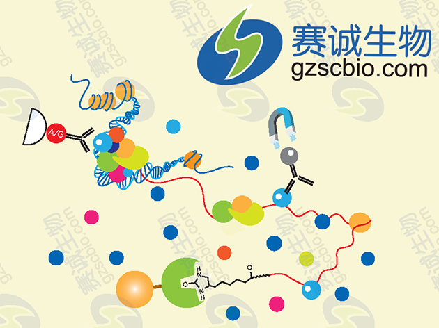 核心實(shí)驗（ChIP、RIP、RNA pull-down）原理示意