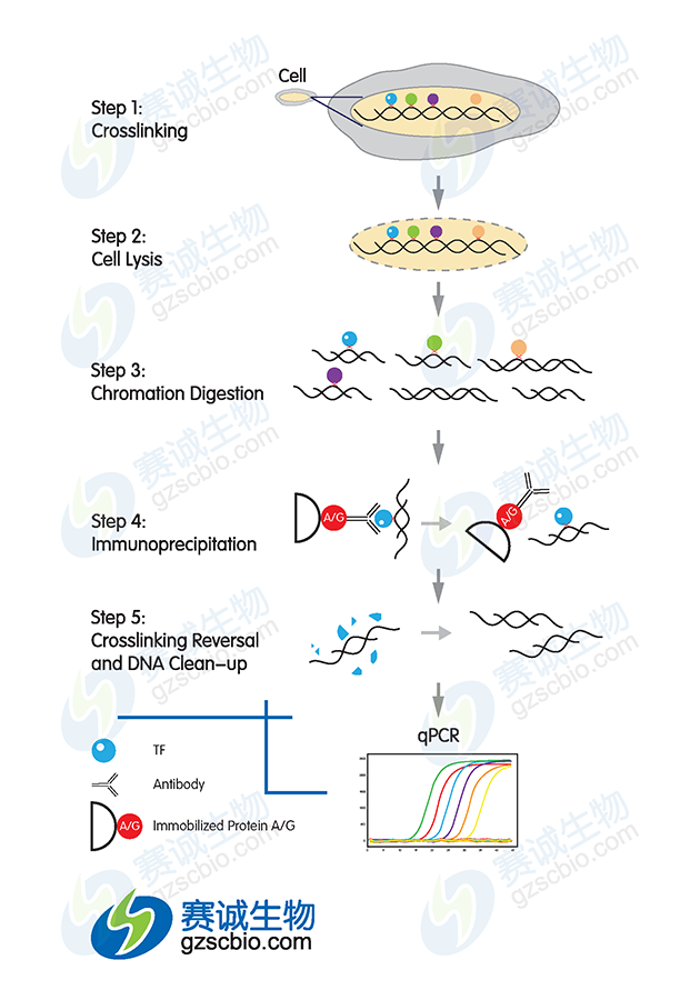ChIP實(shí)驗流程