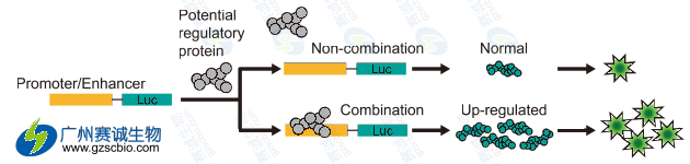 Luciferase研究增強子原理