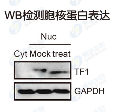 ChIP model figure S.A ChIP model figure S.A