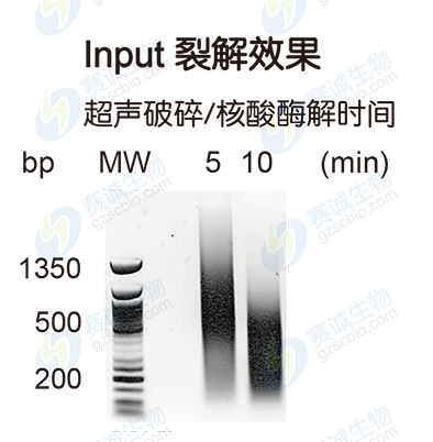 ChIP model figure S.B ChIP model figure S.B