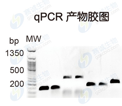 ChIP model figure S.C ChIP model figure S.C
