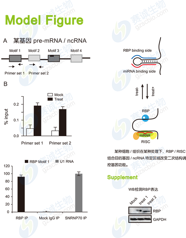 RIP model figure RIP model figure