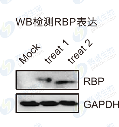 RIP model figure S.A RIP model figure S.A