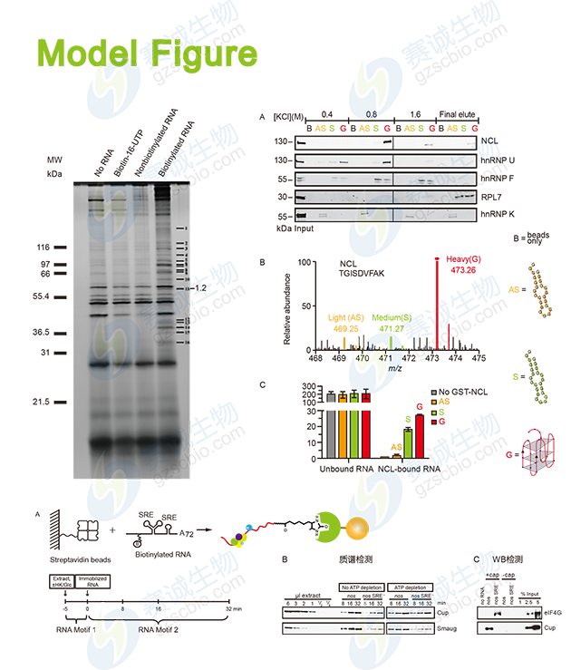 RNA Pull-down model figure RNA Pull-down model figure