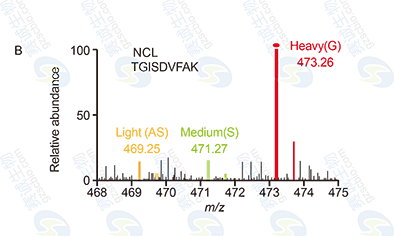 RNA Pull-down model figure B RNA Pull-down model figure B
