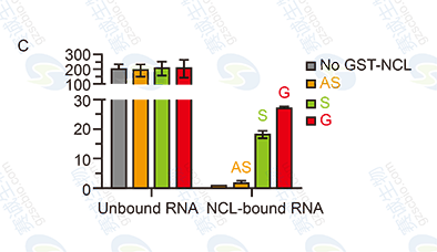 RNA Pull-down model figure C RNA Pull-down model figure C