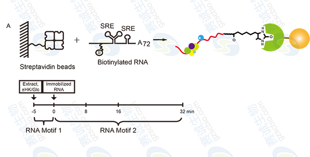 RNA Pull-down model figure S.A RNA Pull-down model figure S.A