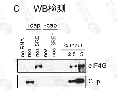 RNA Pull-down model figure S.C RNA Pull-down model figure S.C