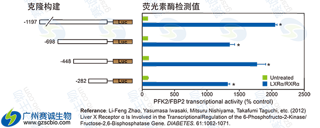 Luciferase片段缺失實(shí)驗 Luciferase片段缺失實(shí)驗