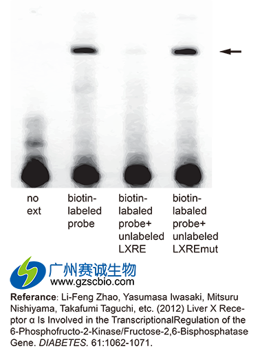 EMSA實(shí)驗結果 EMSA實(shí)驗結果