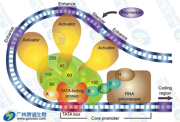 真核生物轉錄調控原理