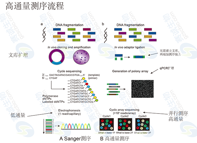 高通量測序流程 高通量測序流程