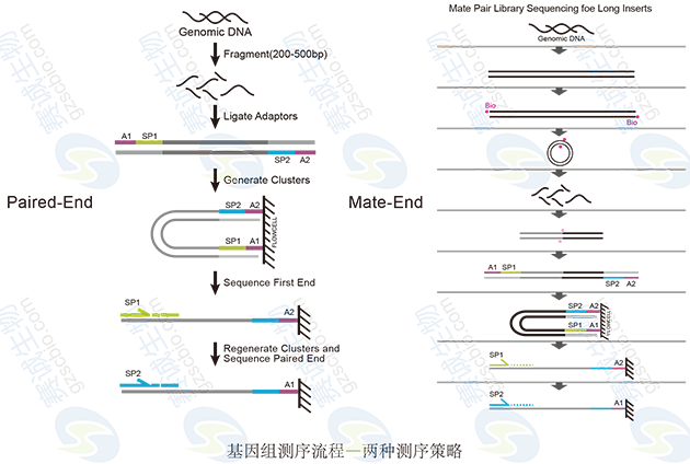 基因組測序策略 基因組測序策略