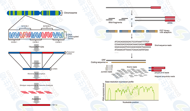 無(wú)參考序列及有參考序列轉錄組測序流程 無(wú)參考序列及有參考序列轉錄組測序流程