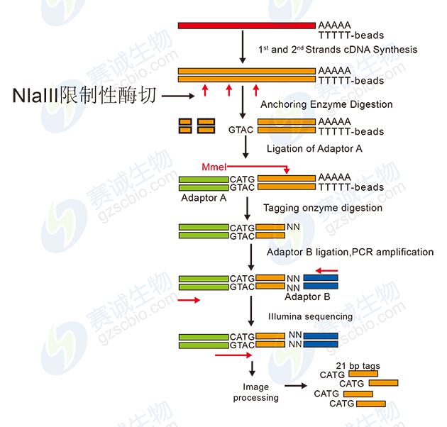 電子表達譜測序流程圖 電子表達譜測序流程圖