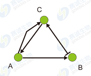 布爾網(wǎng)絡(luò )模型 布爾網(wǎng)絡(luò )模型