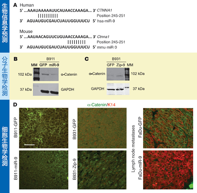 Figure的裝配 Figure的裝配