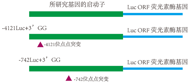Luciferase分析調控位點(diǎn) Luciferase分析調控位點(diǎn)