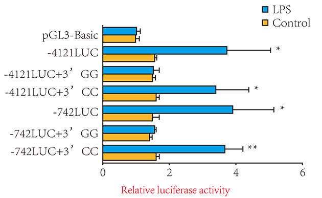 Luciferase分析調控位點(diǎn) Luciferase分析調控位點(diǎn)