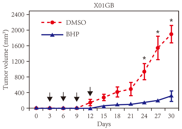圖片分析腫瘤球大小 圖片分析腫瘤球大小