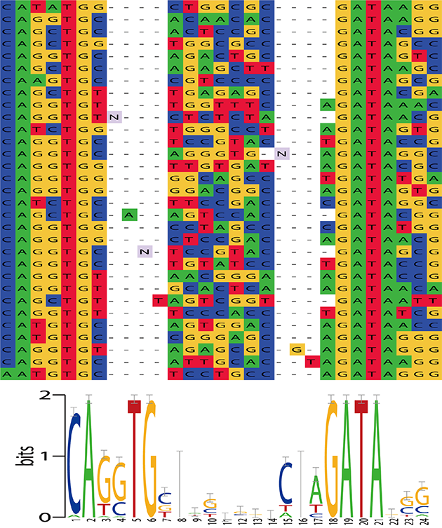 DNA motif HMM DNA motif HMM