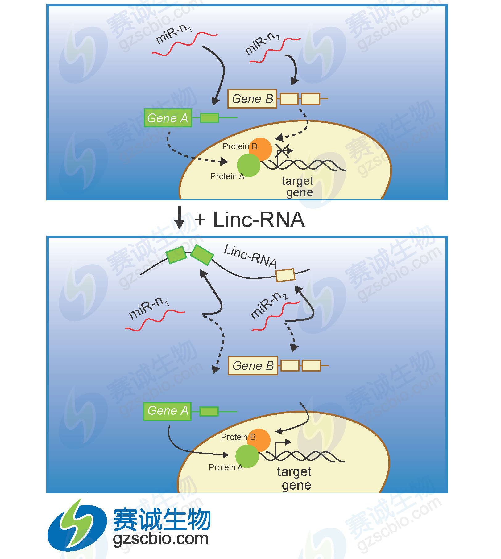 miRNA調控lncRNA.png miRNA調控lncRNA.png