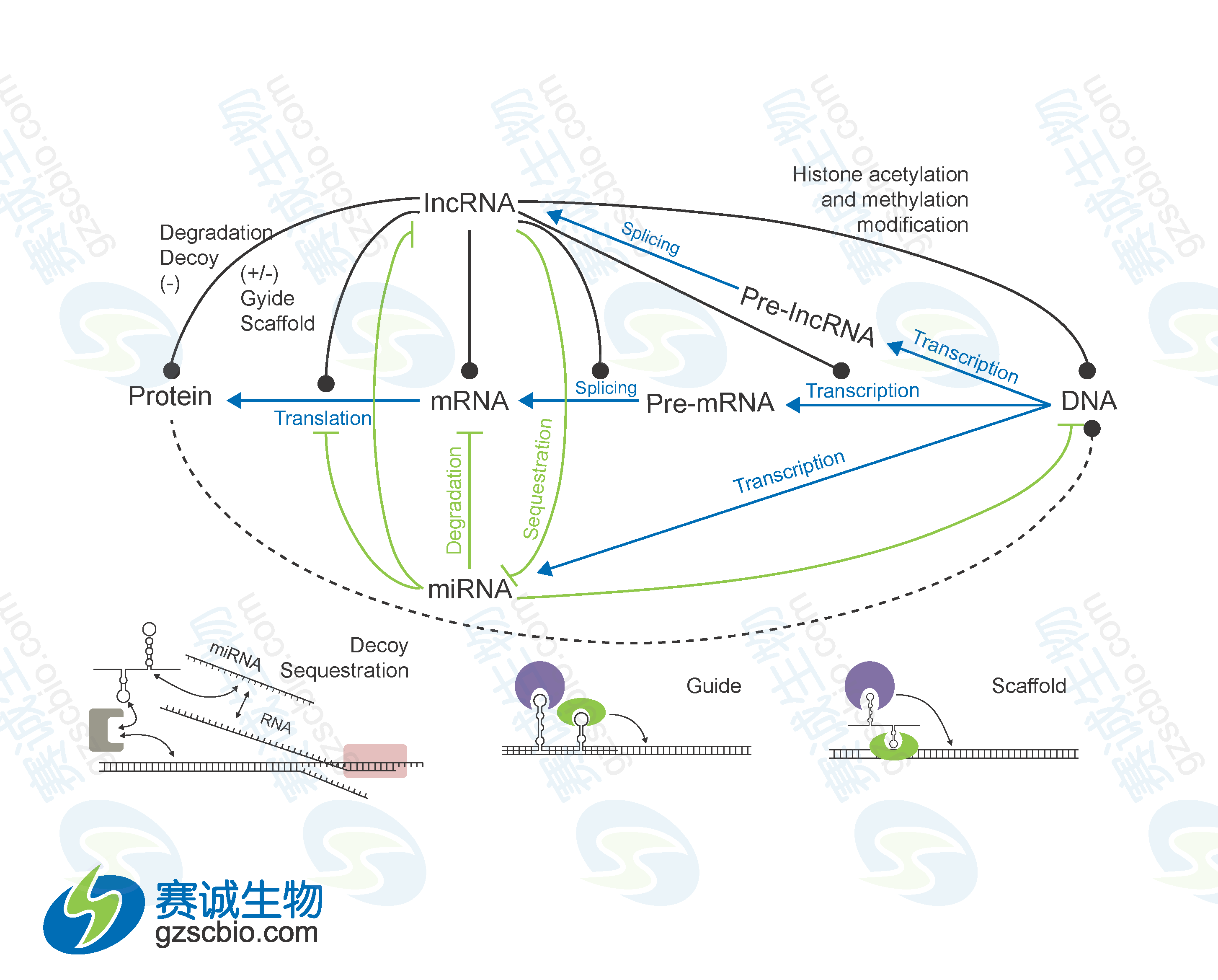 miRNA與lncRNA在基因表達調控中的相互關(guān)系.png miRNA與lncRNA在基因表達調控中的相互關(guān)系.png