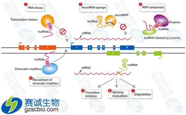 miRNA與lncRNA在基因表達調控中的作用機制.png miRNA與lncRNA在基因表達調控中的作用機制.png