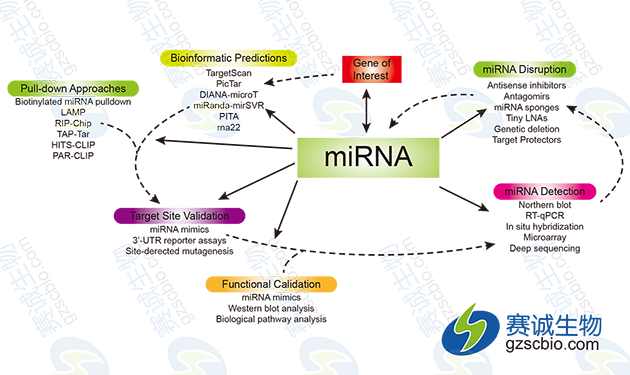 miRNA的一般研究策略及相關(guān)實(shí)驗手段.png