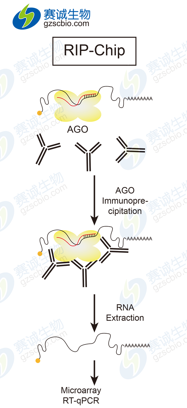 RIP-Chip基本實(shí)驗流程.png