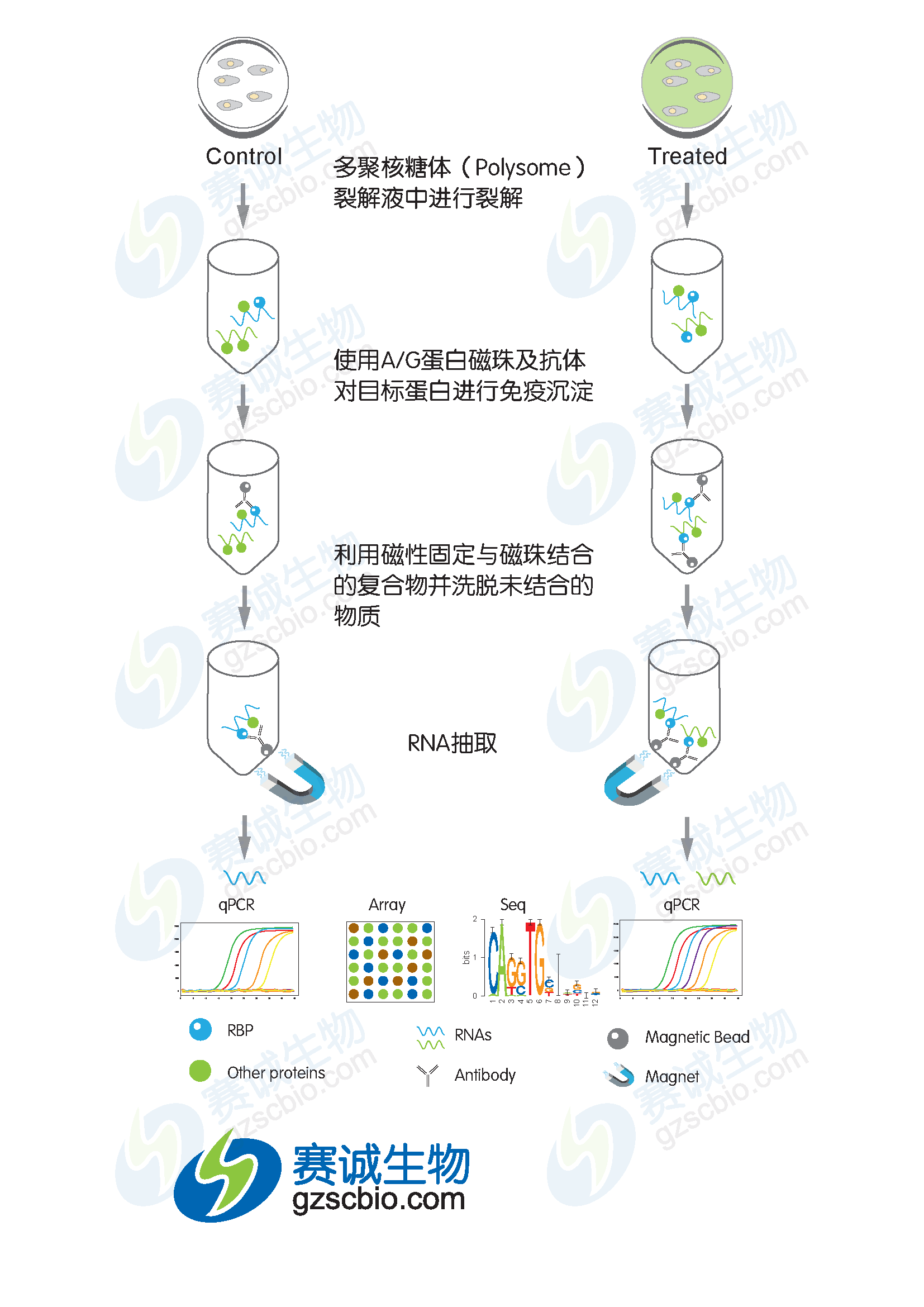 RIP實(shí)驗流程.png RIP實(shí)驗流程.png