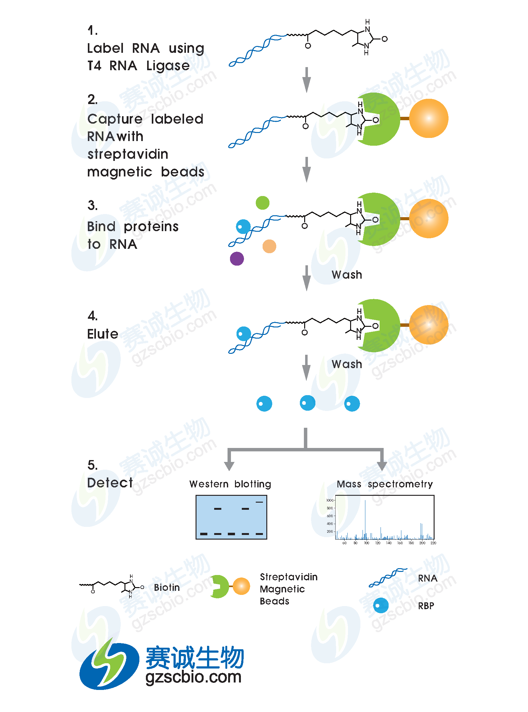 RNA pull-down實(shí)驗流程.png RNA pull-down實(shí)驗流程.png
