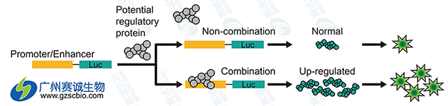 Luciferase研究增強子原理.png Luciferase研究增強子原理.png