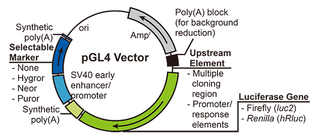 Luciferase常用載體.png Luciferase常用載體.png