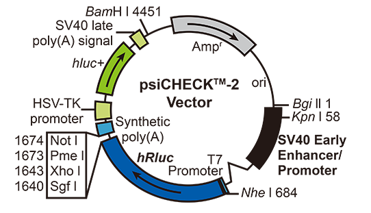 Luciferase常用載體.png Luciferase常用載體.png