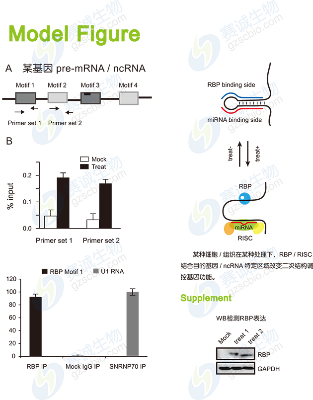 RIP model figure.png