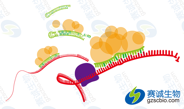 miRNA的研究展望.png miRNA的研究展望.png